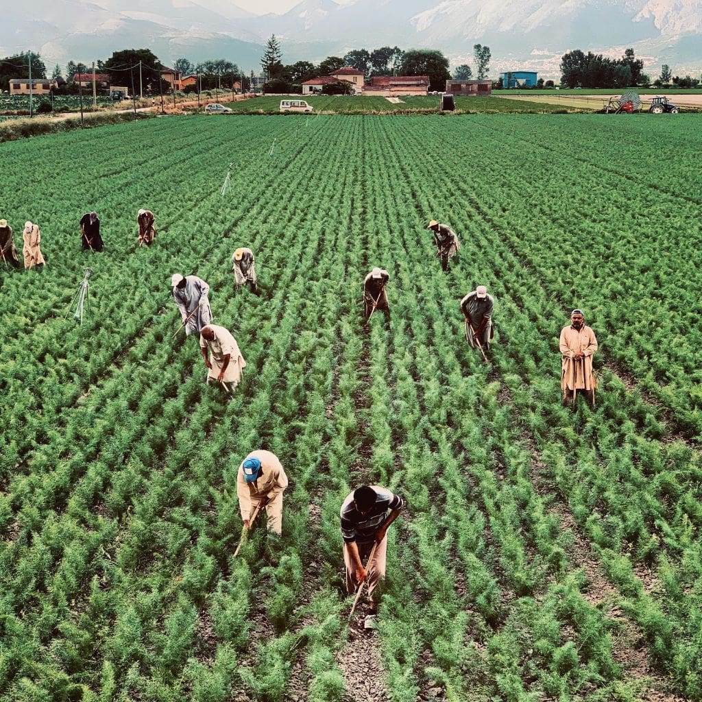Muncitori agricultură